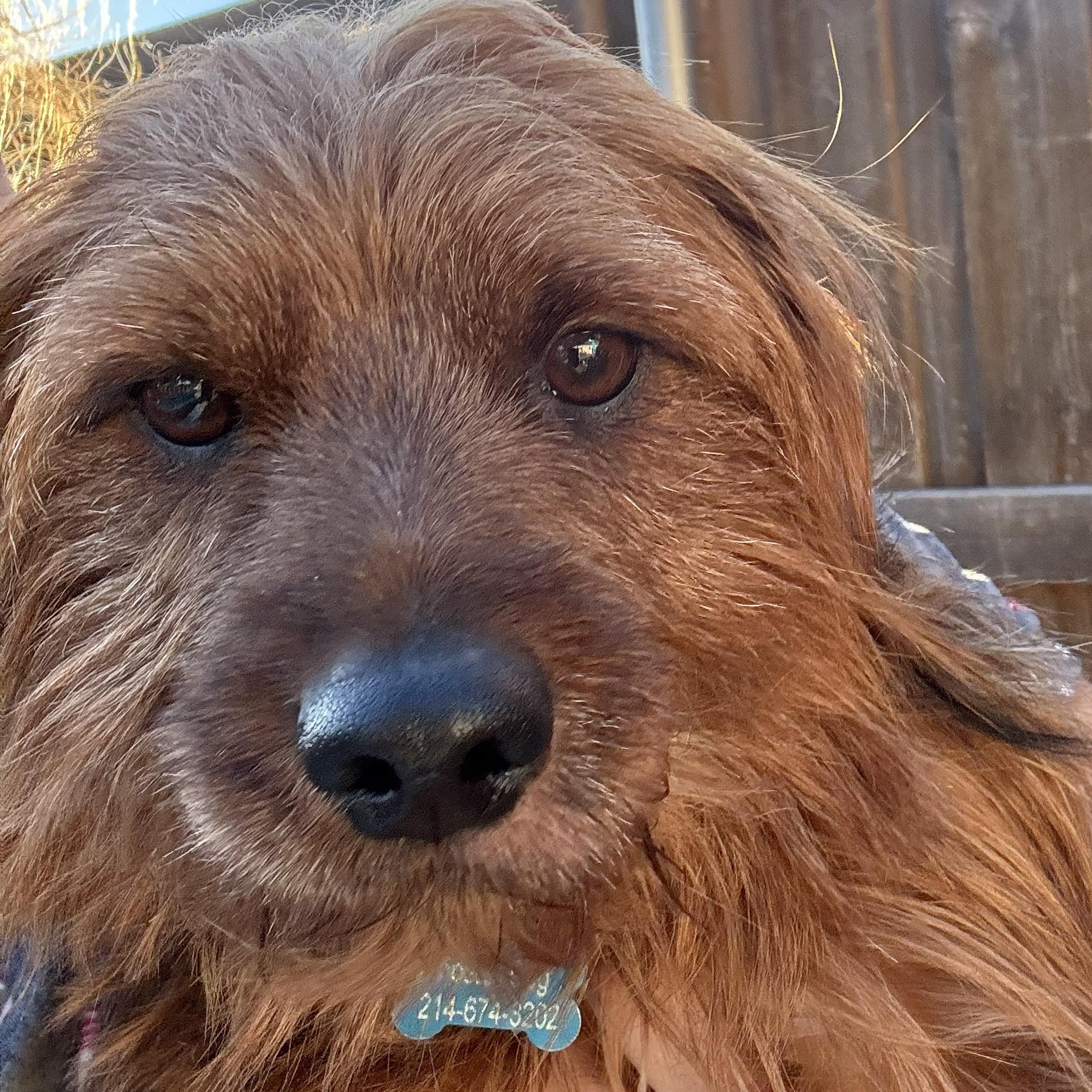 Enlarge Whisky, a ADOPTABLE Yorkshire Terrier in Dallas, TX image 2/2