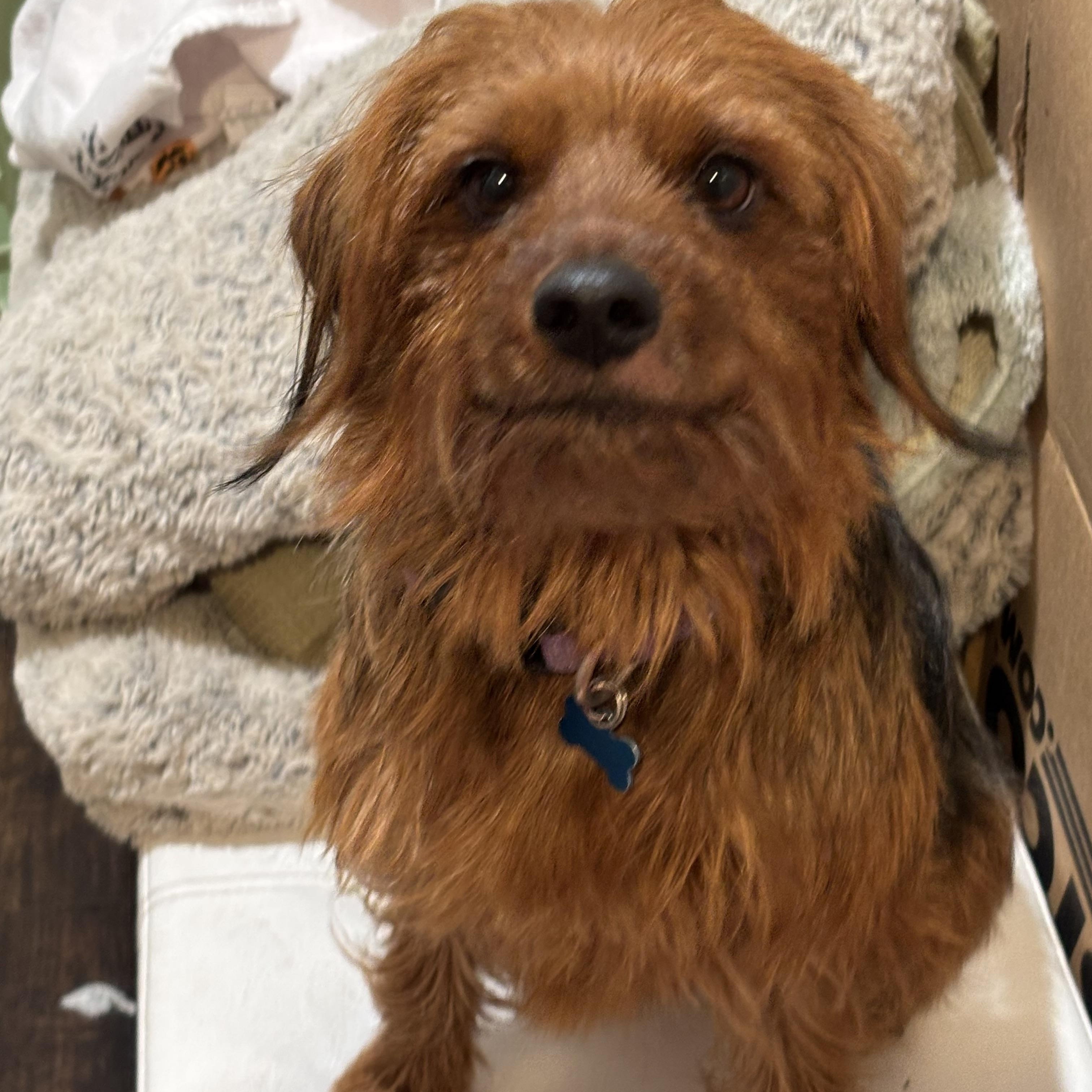 Whisky, ADOPTABLE, Young Male Yorkshire Terrier.