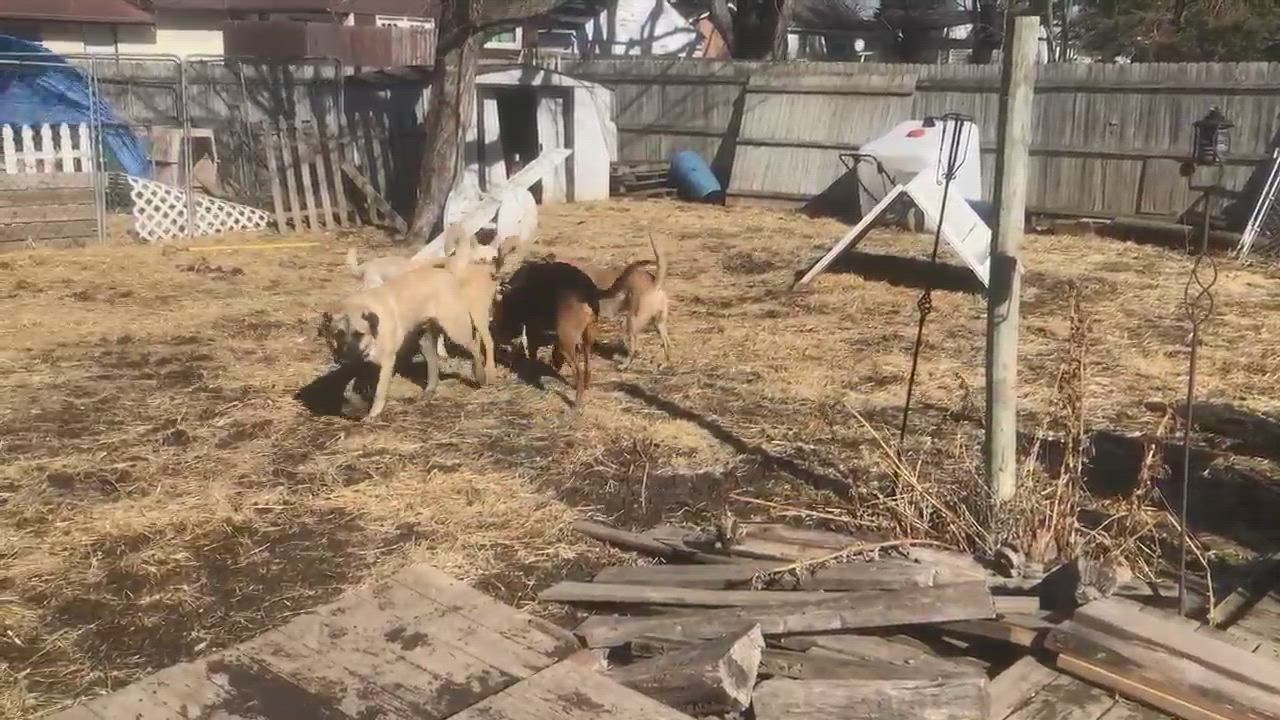 Enlarge Winston, a Adopted mixed breed in Oregon, IL video 6/11