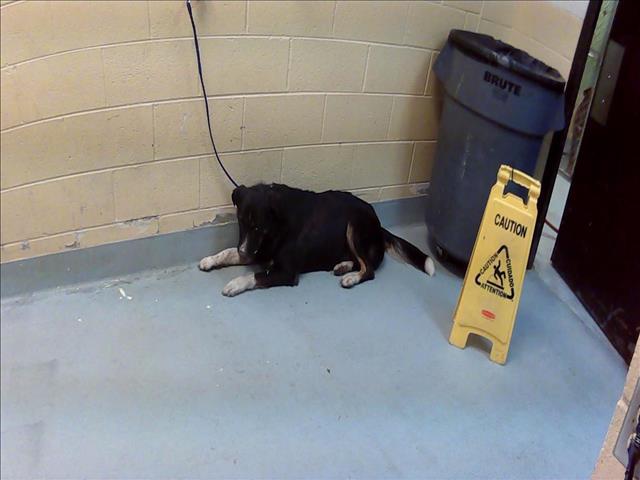 BAXTER, Adoptable, Adult Male Australian Shepherd & Mixed Breed.