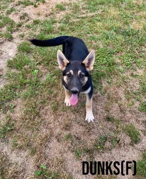Dunks, ADOPTABLE, Puppy Female Shepherd & Husky.