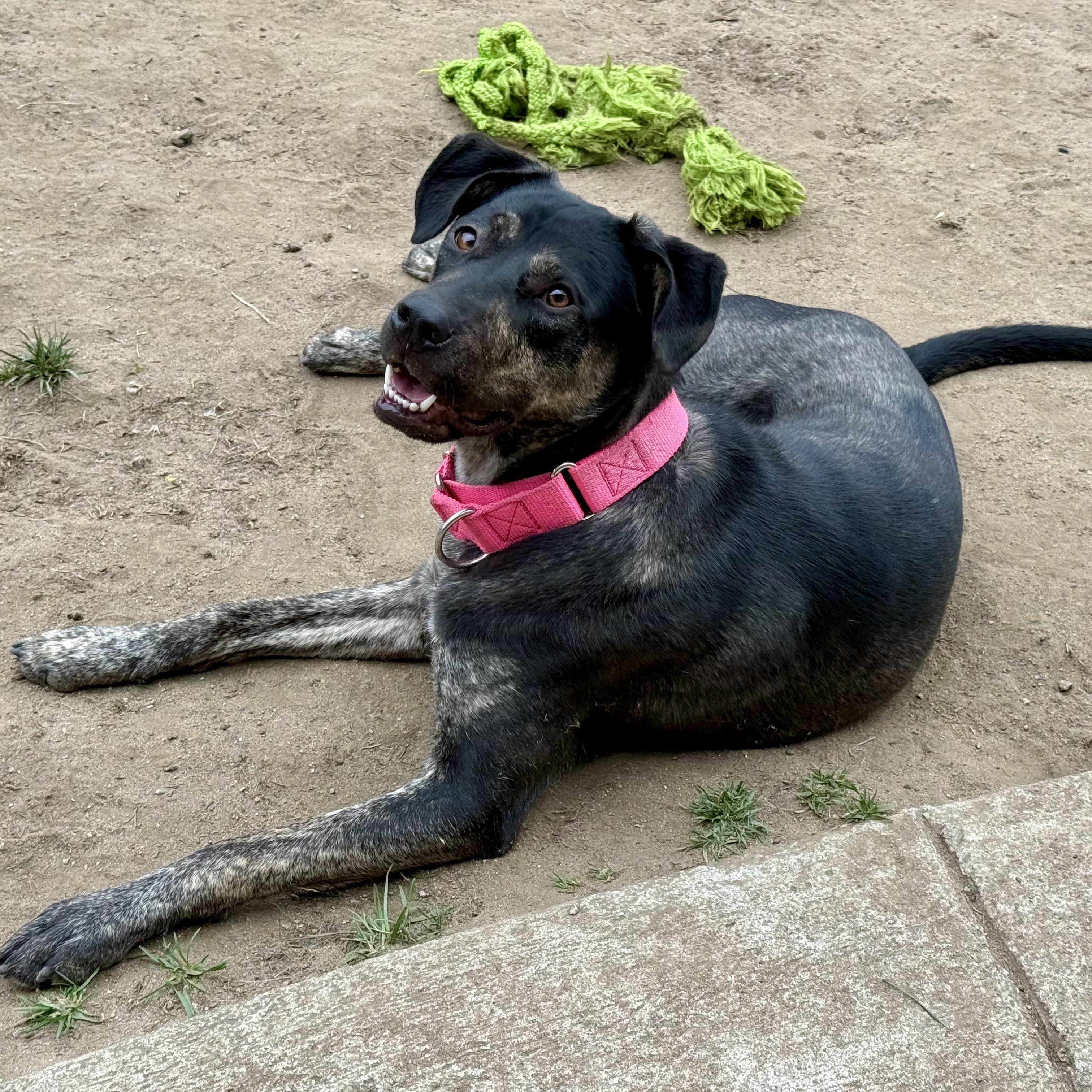 Snickerdoodle, Adoptable, Young Female German Shepherd Dog & Labrador Retriever.