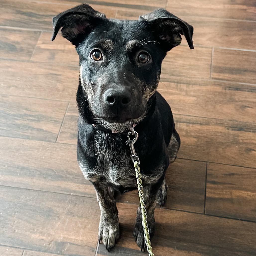 Snickerdoodle, Adoptable, Young Female German Shepherd Dog & Labrador Retriever.