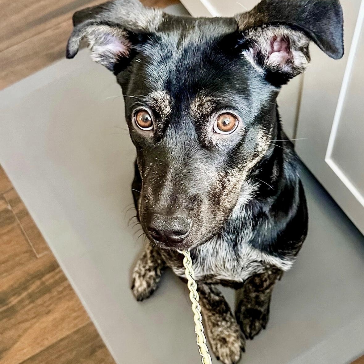 Enlarge Snickerdoodle, a Adoptable mixed breed in Los Gatos, CA image 2/6