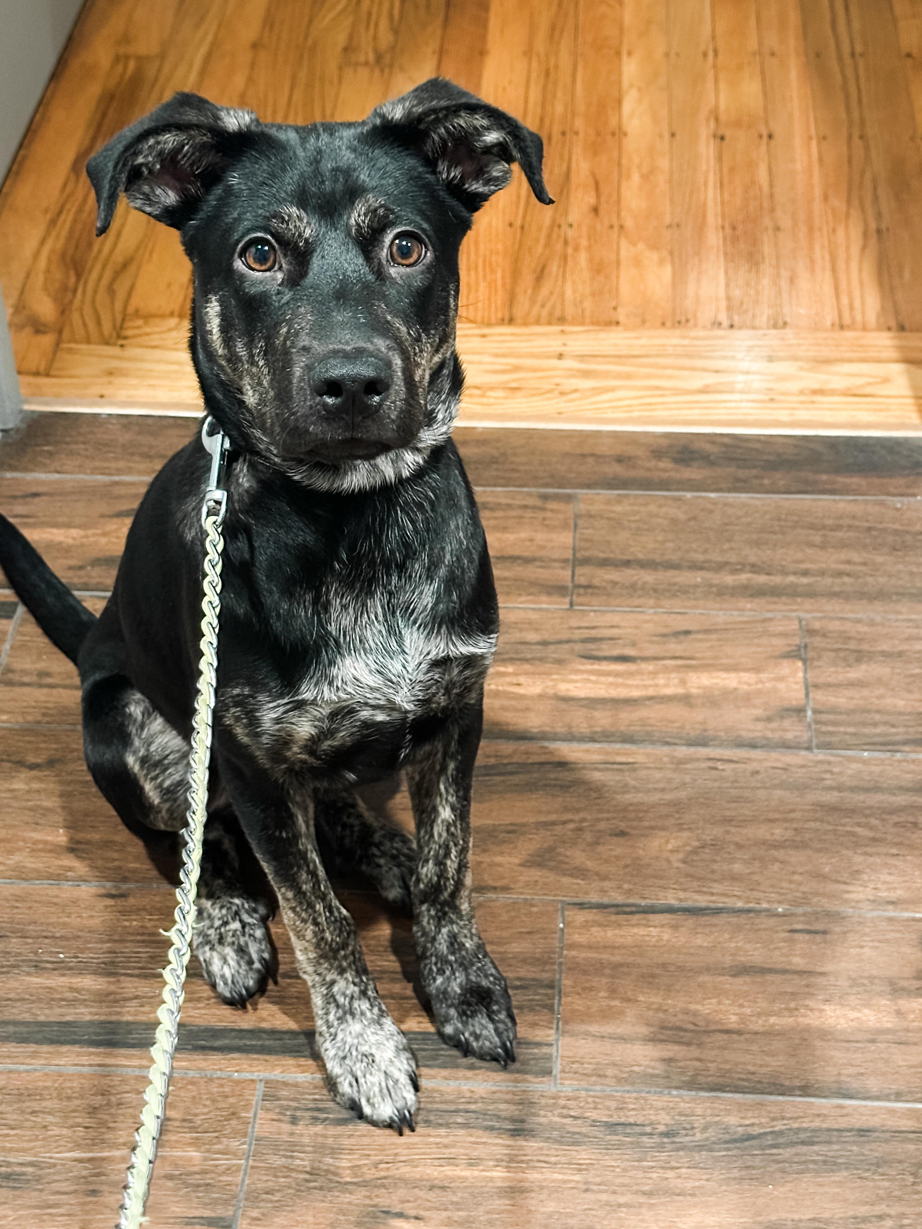 Snickerdoodle, Adoptable, Young Female German Shepherd Dog & Labrador Retriever.