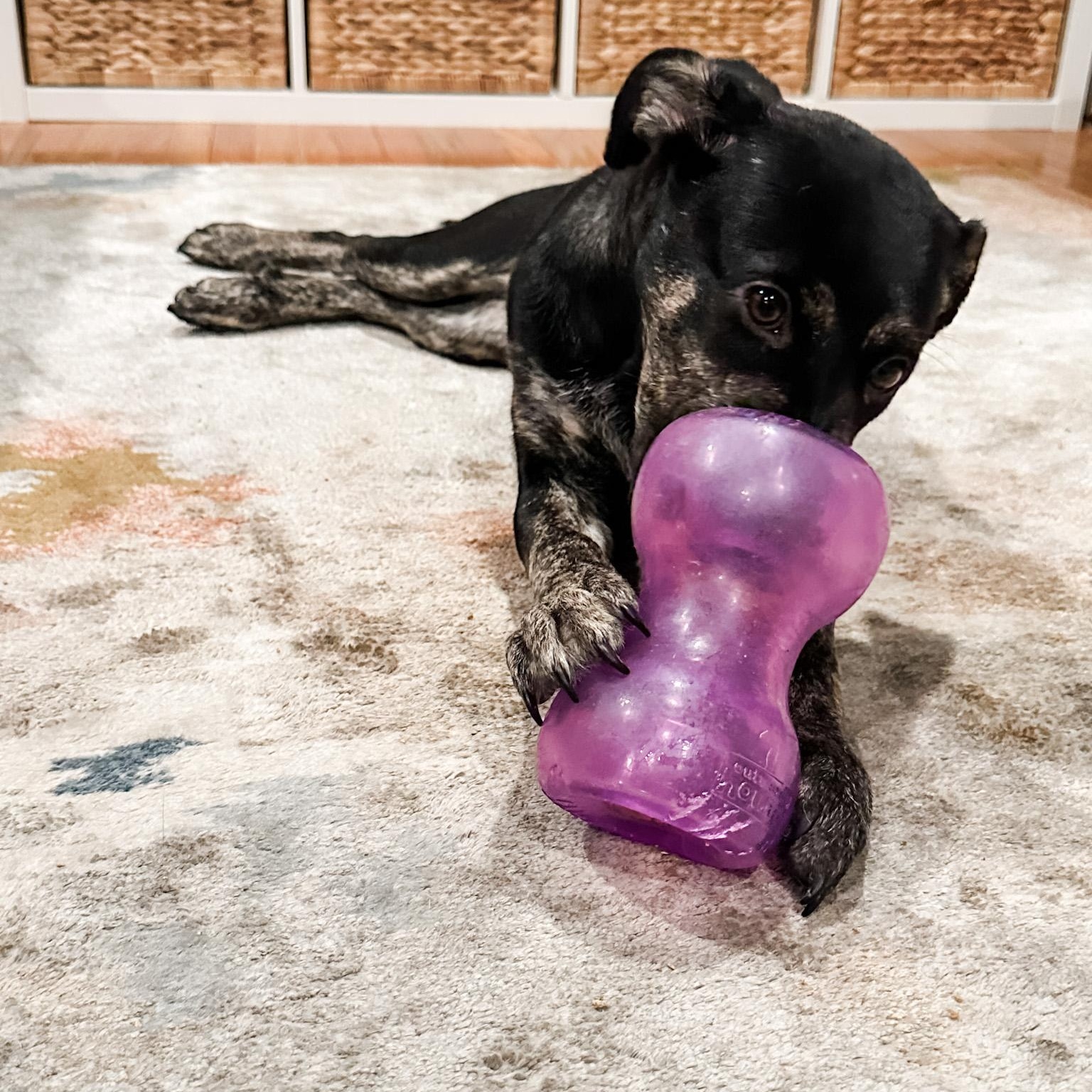 Snickerdoodle, a Adoptable mixed breed in Los Gatos, CA image 5/6