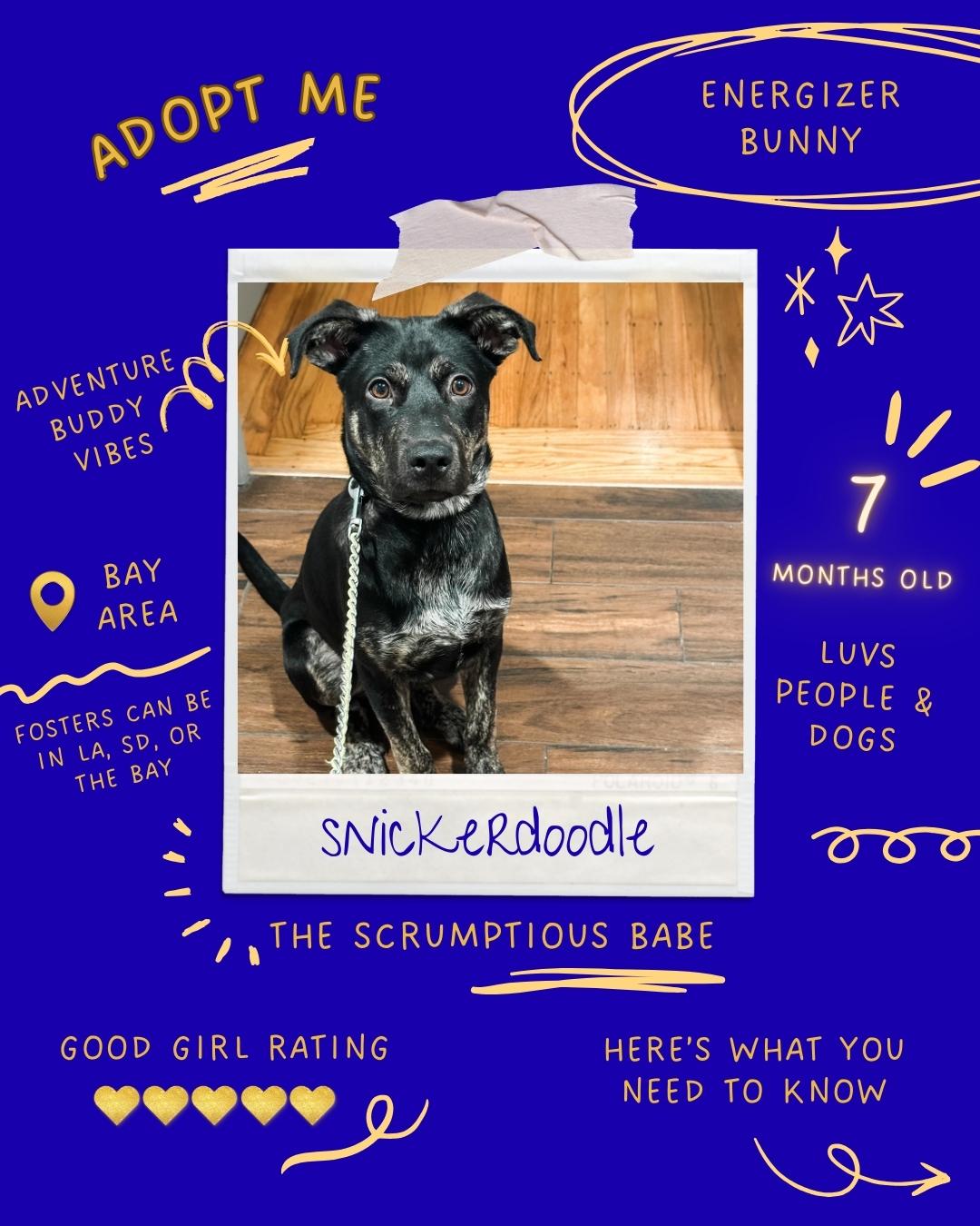 Enlarge Snickerdoodle, a Adoptable mixed breed in Los Gatos, CA image 3/6