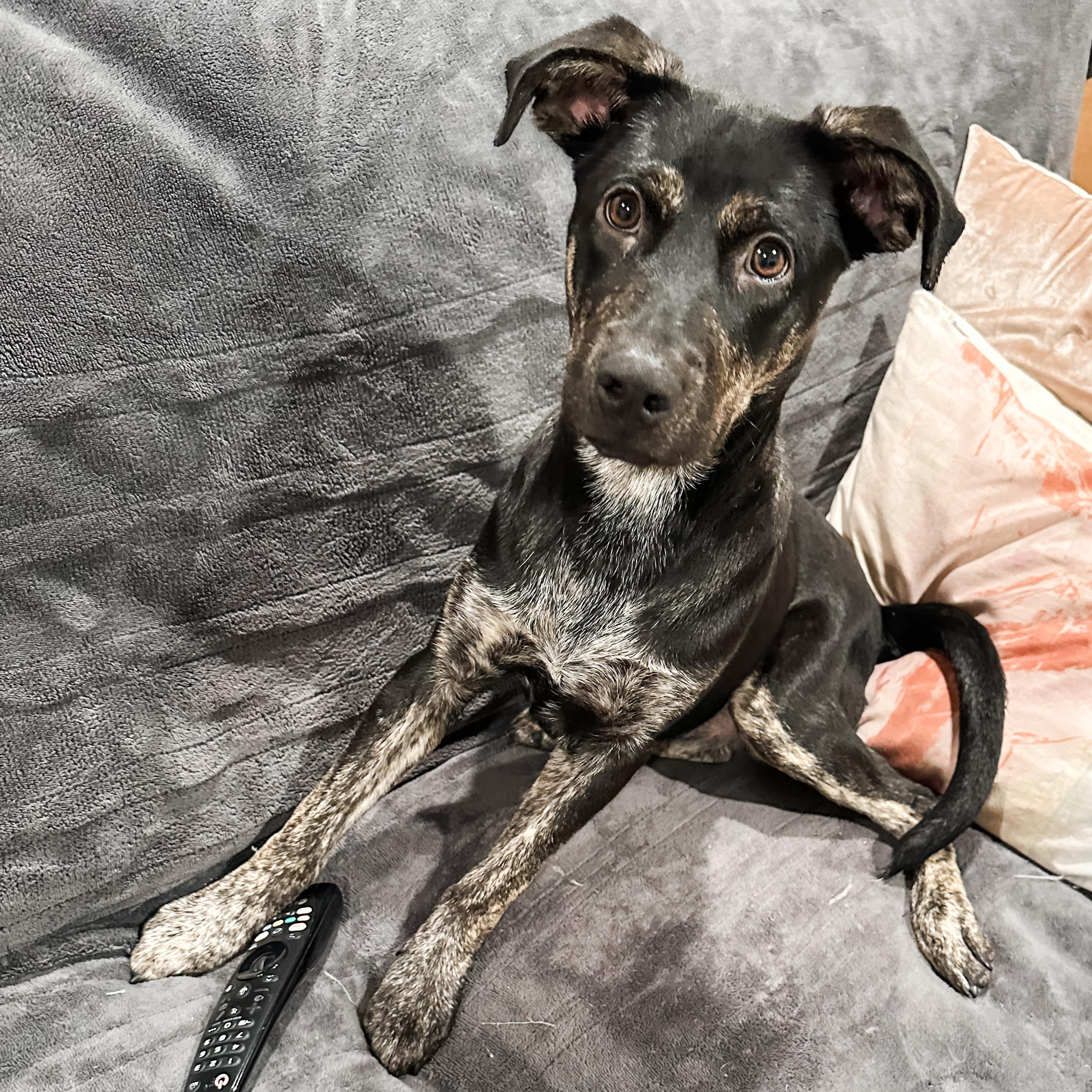 Snickerdoodle, a Adoptable mixed breed in Los Gatos, CA image 3/6