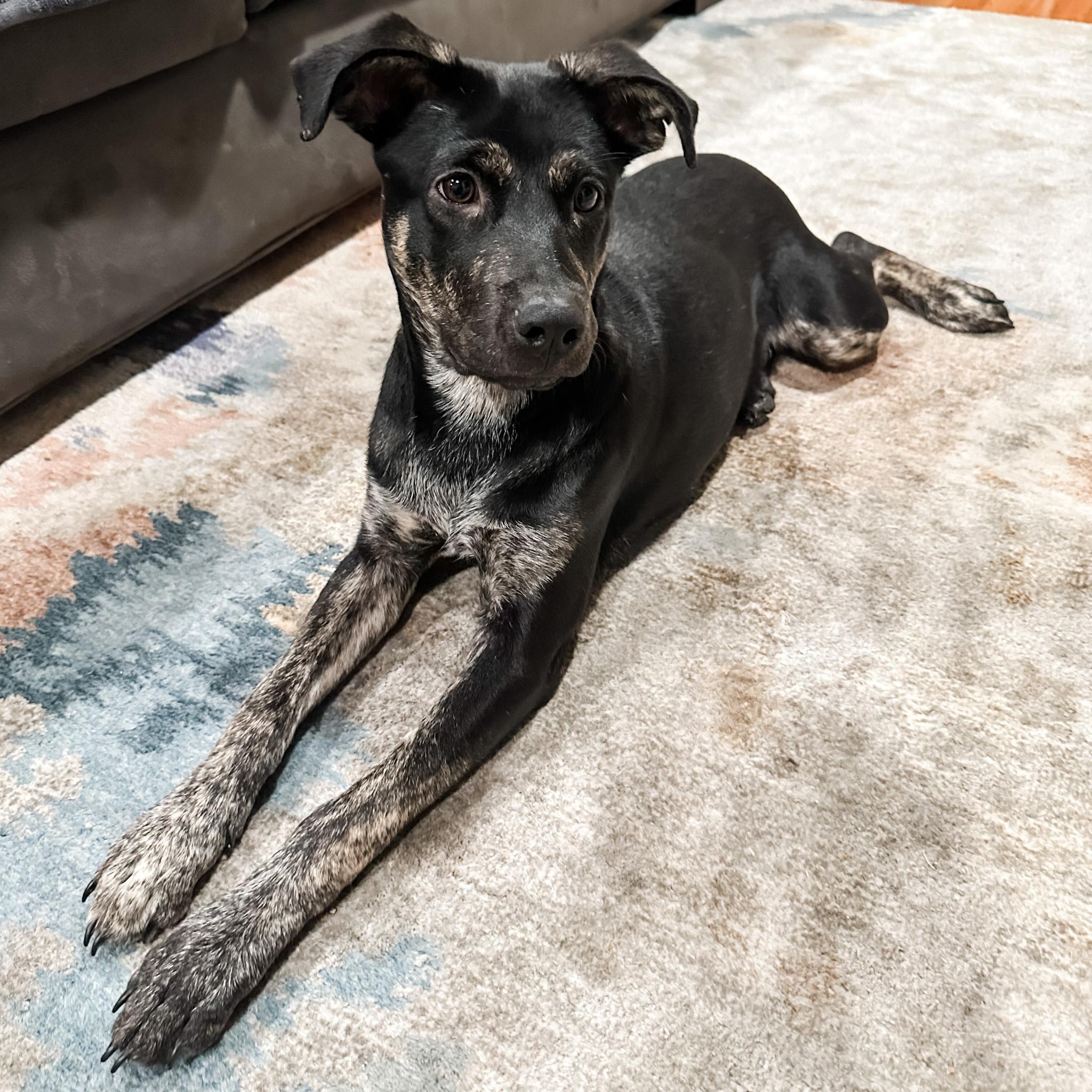 Snickerdoodle, a Adoptable mixed breed in Los Gatos, CA image 2/6