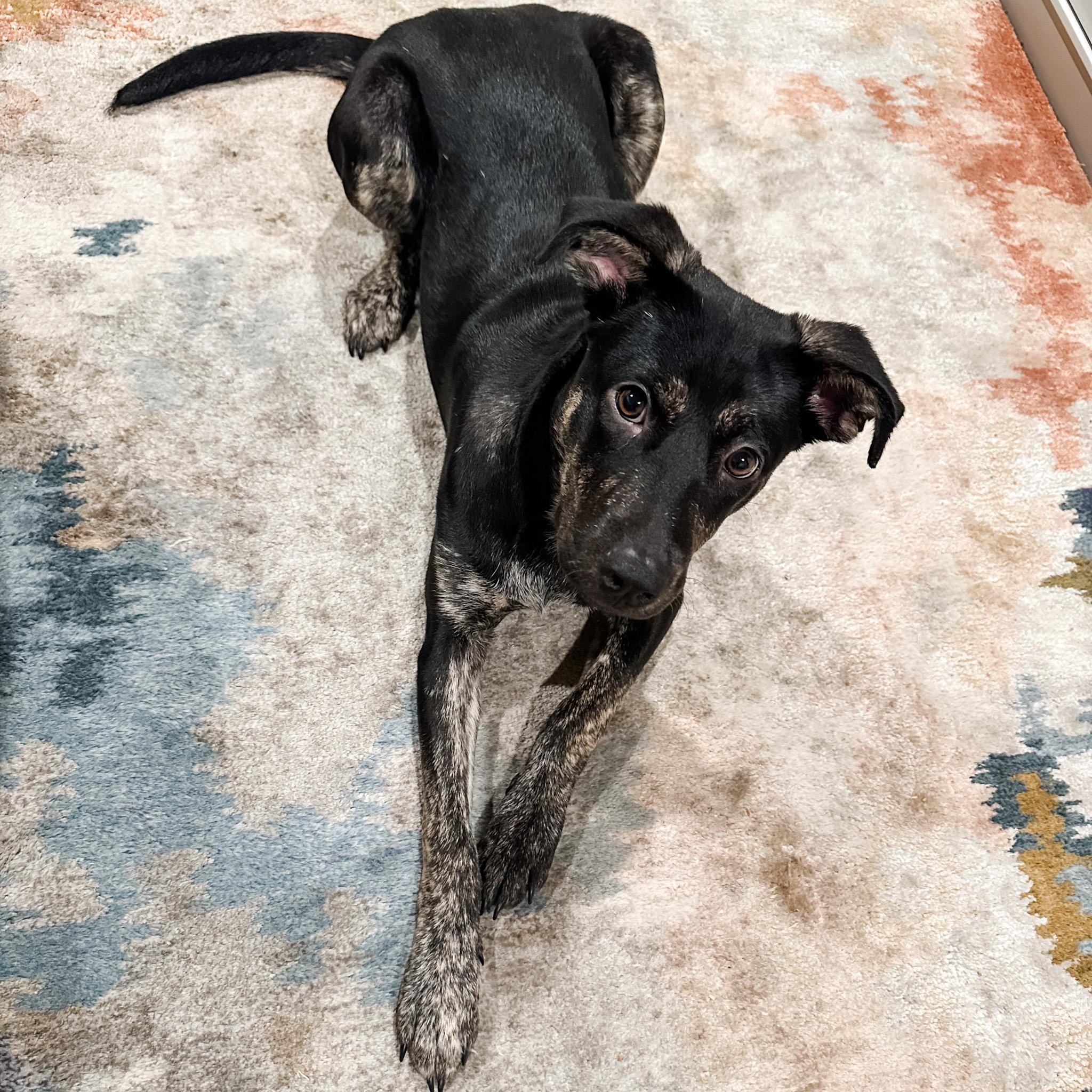 Snickerdoodle, a Adoptable mixed breed in Los Gatos, CA image 6/6