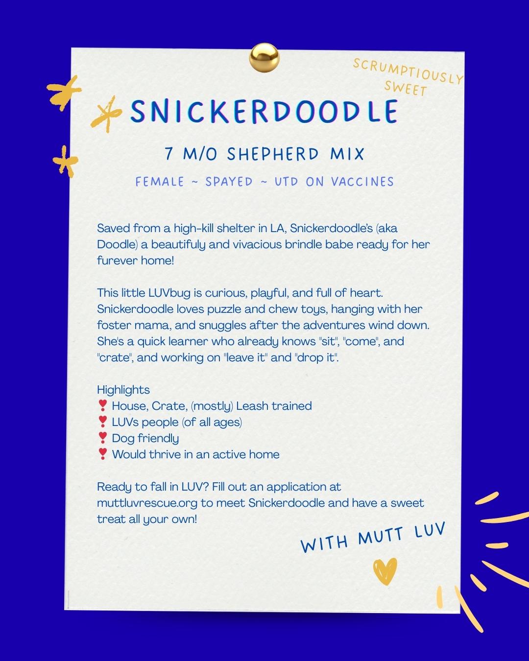 Enlarge Snickerdoodle, a Adoptable mixed breed in Los Gatos, CA image 4/6