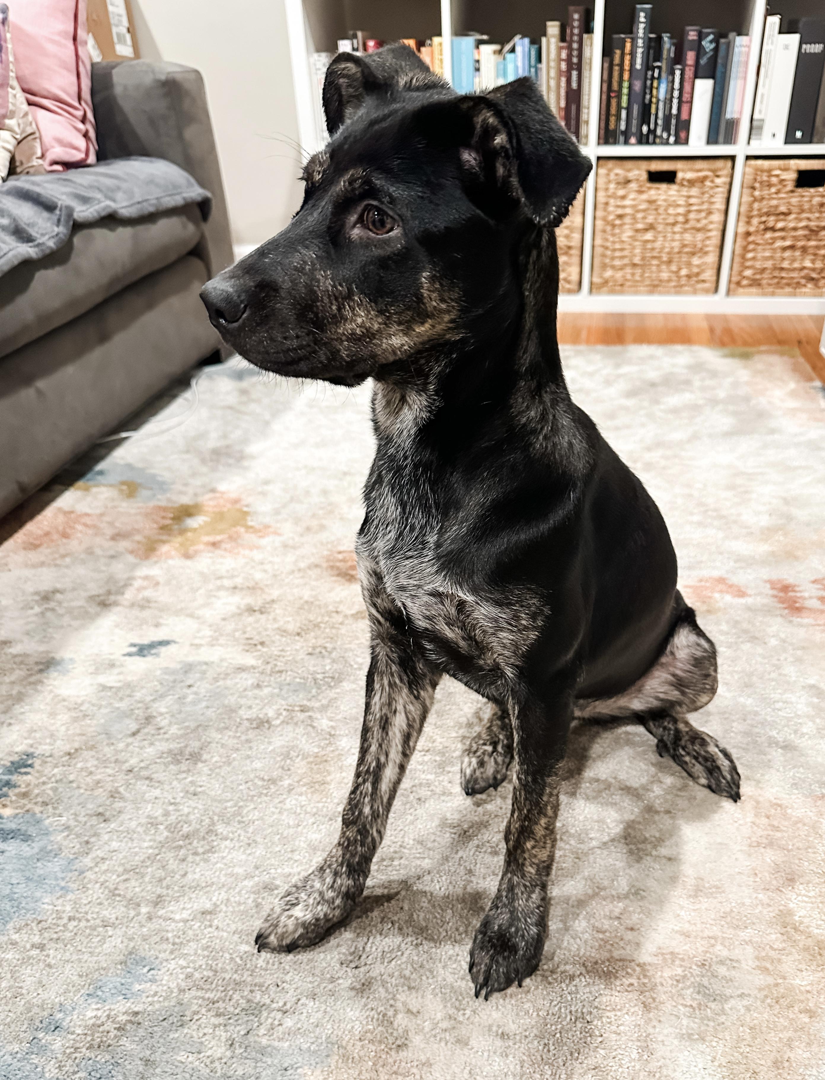 Snickerdoodle, a Adoptable mixed breed in Los Gatos, CA image 4/6