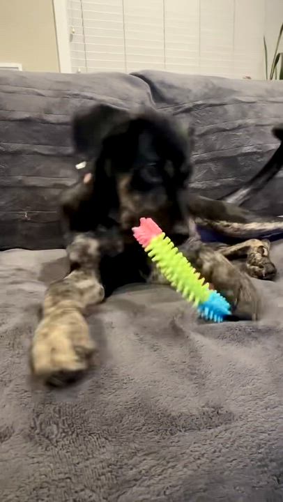 Enlarge Snickerdoodle, a Adoptable mixed breed in Los Gatos, CA video 5/6