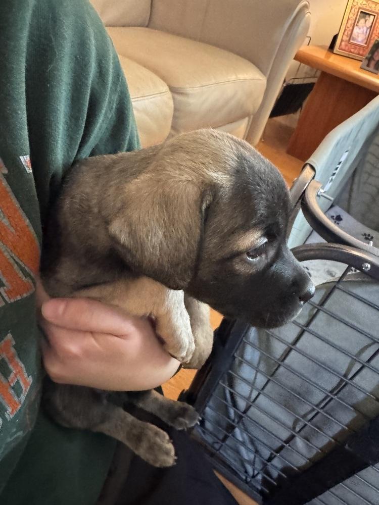 Teravainen / Coco, Adoptable, Puppy Female Labrador Retriever.