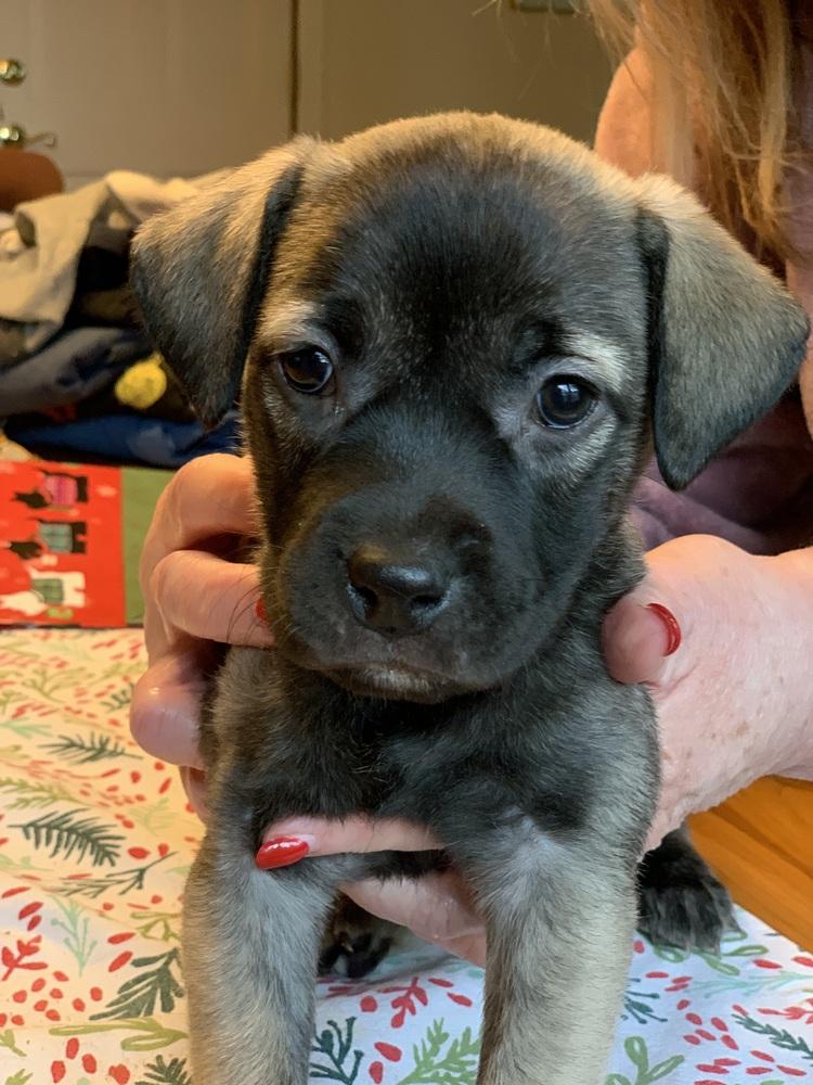 Enlarge Teravainen / Coco, a Adoptable mixed breed in Broomfield, CO image 2/6