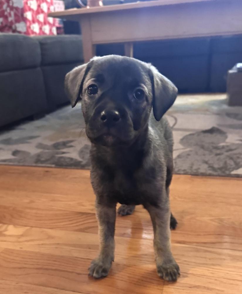 Enlarge Teravainen / Coco, a Adoptable mixed breed in Broomfield, CO image 3/6