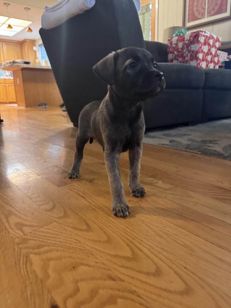 Enlarge Teravainen / Coco, a Adoptable mixed breed in Broomfield, CO image 4/6