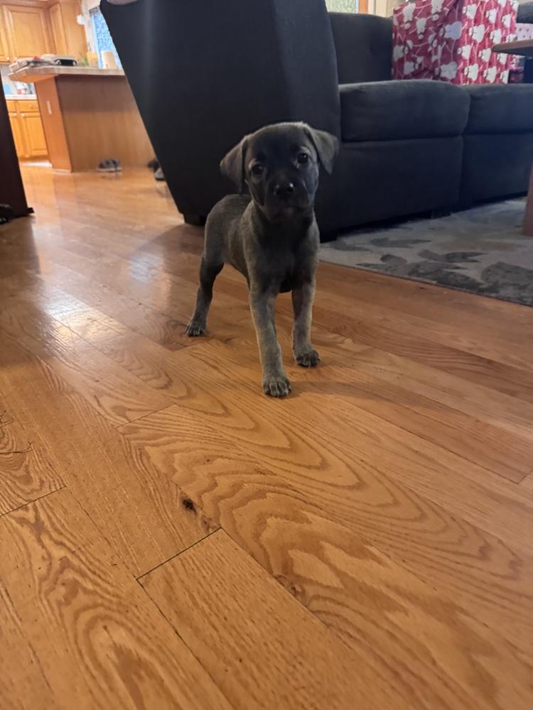 Enlarge Teravainen / Coco, a Adoptable mixed breed in Broomfield, CO image 5/6