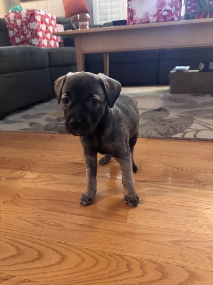 Enlarge Teravainen / Coco, a Adoptable mixed breed in Broomfield, CO image 6/6