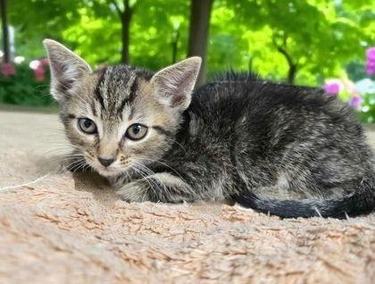Kristoff, Adopted, Young Male Domestic Short Hair.