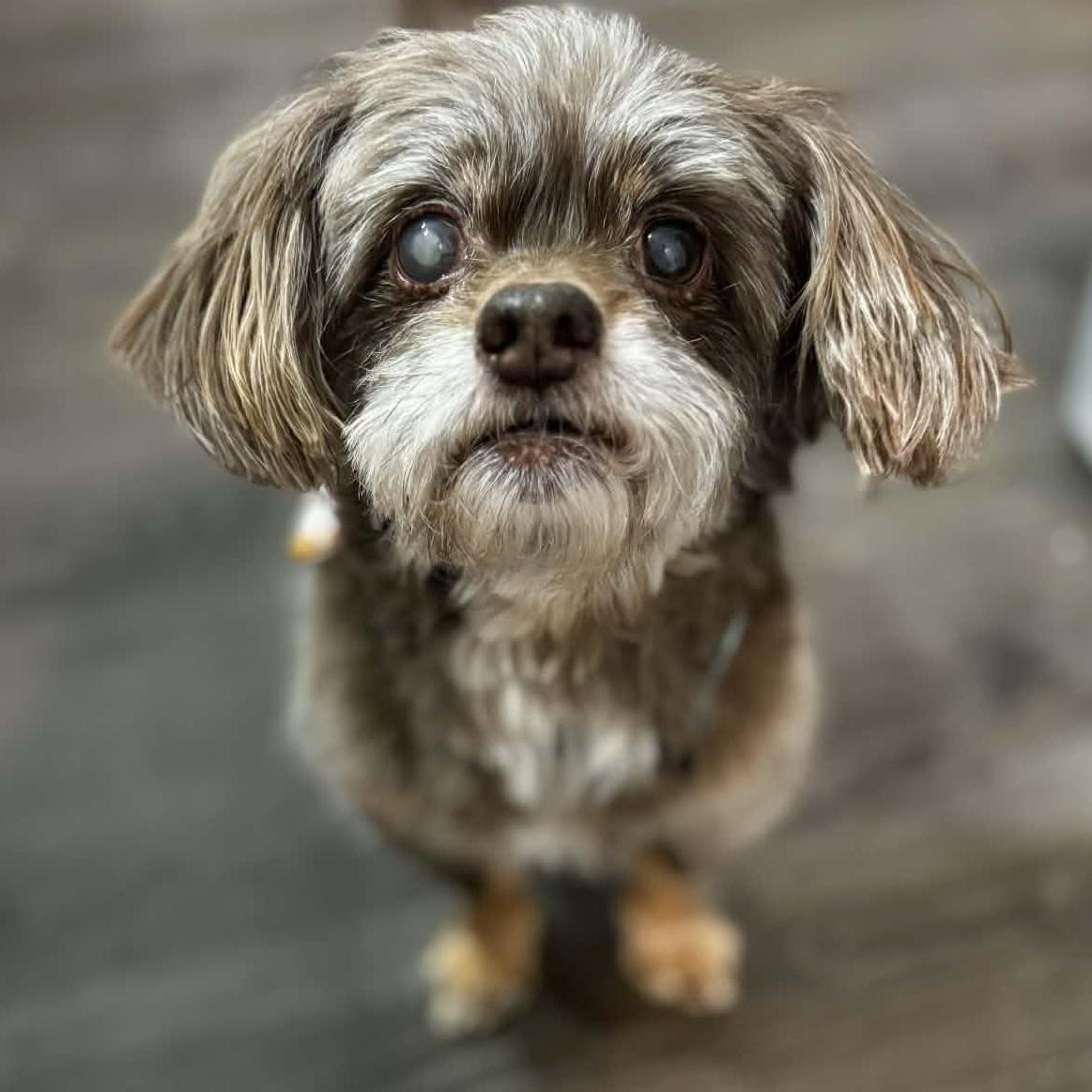 Walter, ADOPTABLE, Senior Male Shih poo.