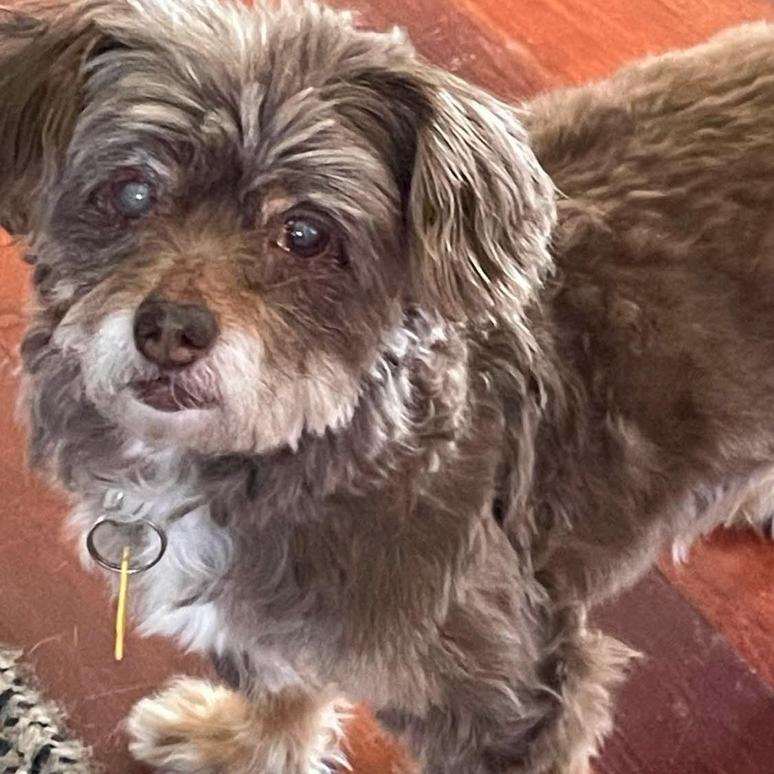 Enlarge Walter, a ADOPTABLE Shih poo in Rochester, NY image 2/5