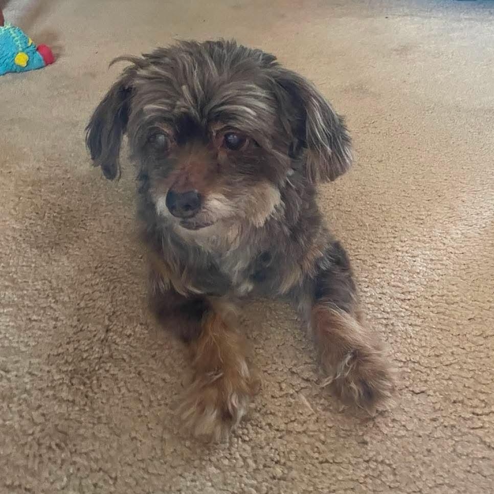 Enlarge Walter, a ADOPTABLE Shih poo in Rochester, NY image 3/5