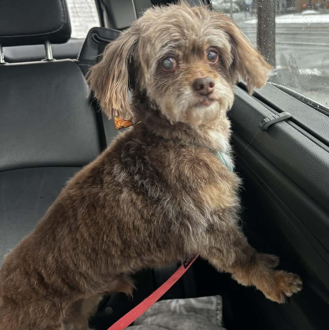 Enlarge Walter, a ADOPTABLE Shih poo in Rochester, NY image 5/5