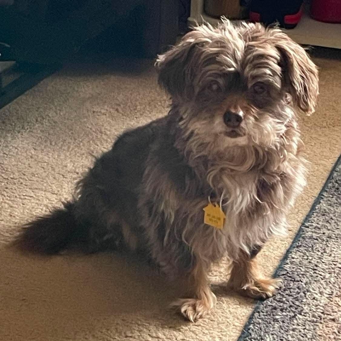 Enlarge Walter, a ADOPTABLE Shih poo in Rochester, NY image 4/5