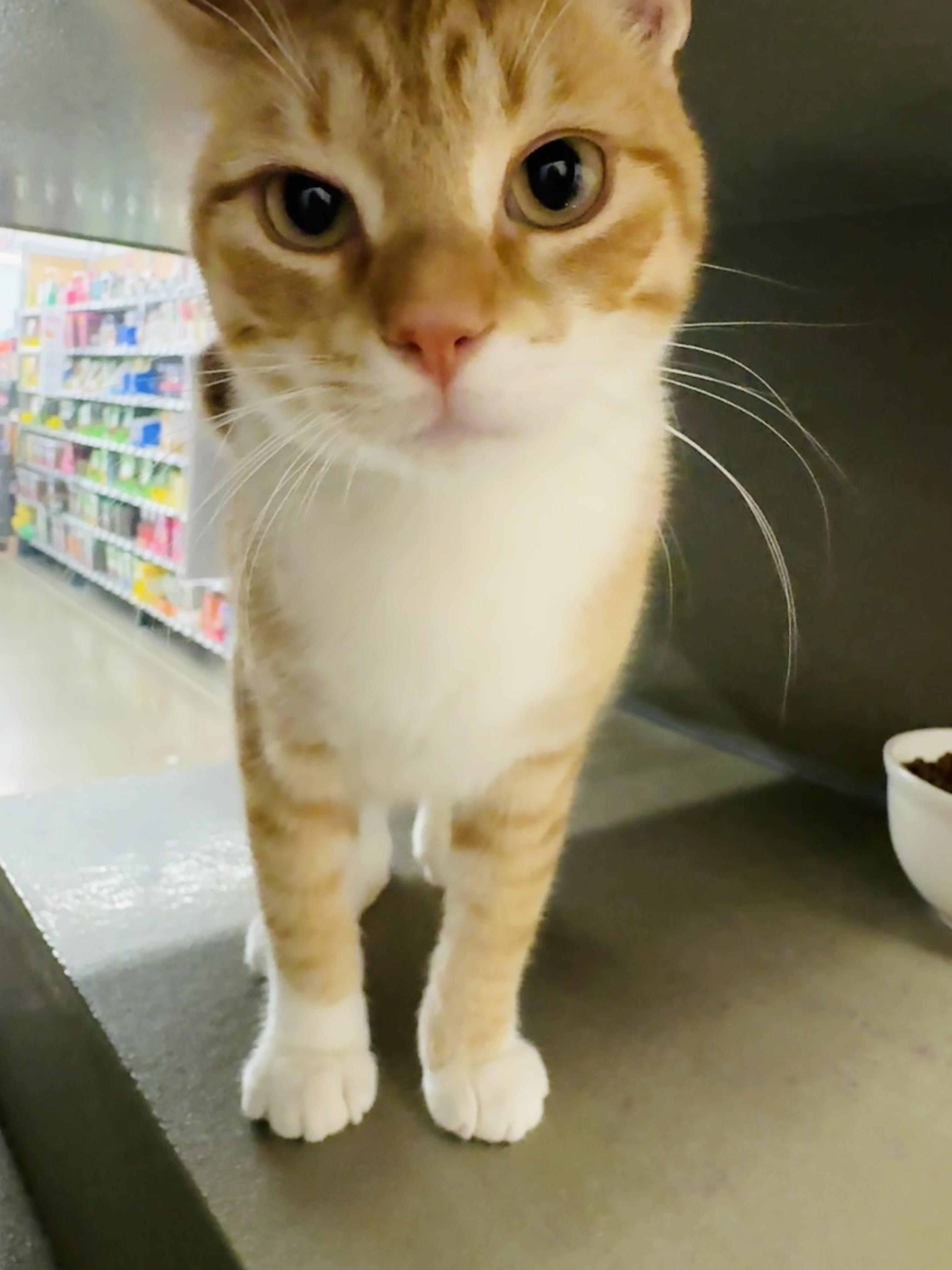 Enlarge Cheese-it INDOOR ONLY, an adopted mixed breed in Lodi, CA image 3/6
