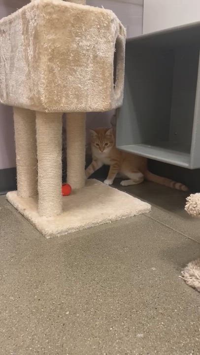 Enlarge Cheese-it INDOOR ONLY, an adopted mixed breed in Lodi, CA video 5/6