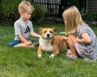 Desiree Well-behaved Adult Sweetheart loves Kids, Cats, Dogs. Great Apt Dog!