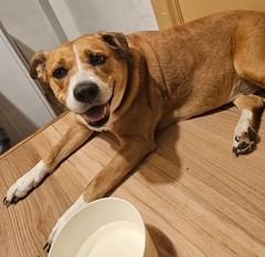 Desiree Well-behaved Adult Sweetheart loves Kids, Cats, Dogs. Great Apt Dog!