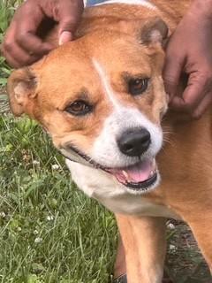 Desiree Well-behaved Adult Sweetheart loves Kids, Cats, Dogs. Great Apt Dog!