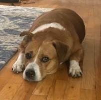 Desiree Well-behaved Adult Sweetheart loves Kids, Cats, Dogs. Great Apt Dog!