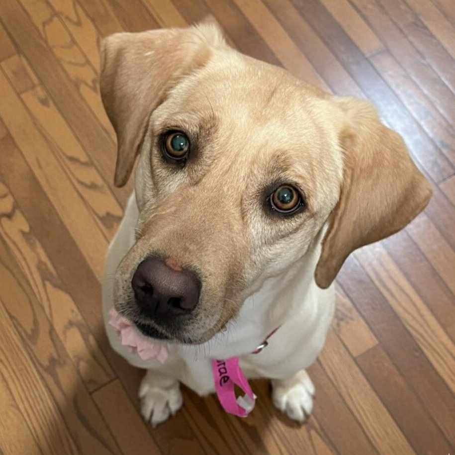 Brae, ADOPTABLE, Young Female Yellow Labrador Retriever.