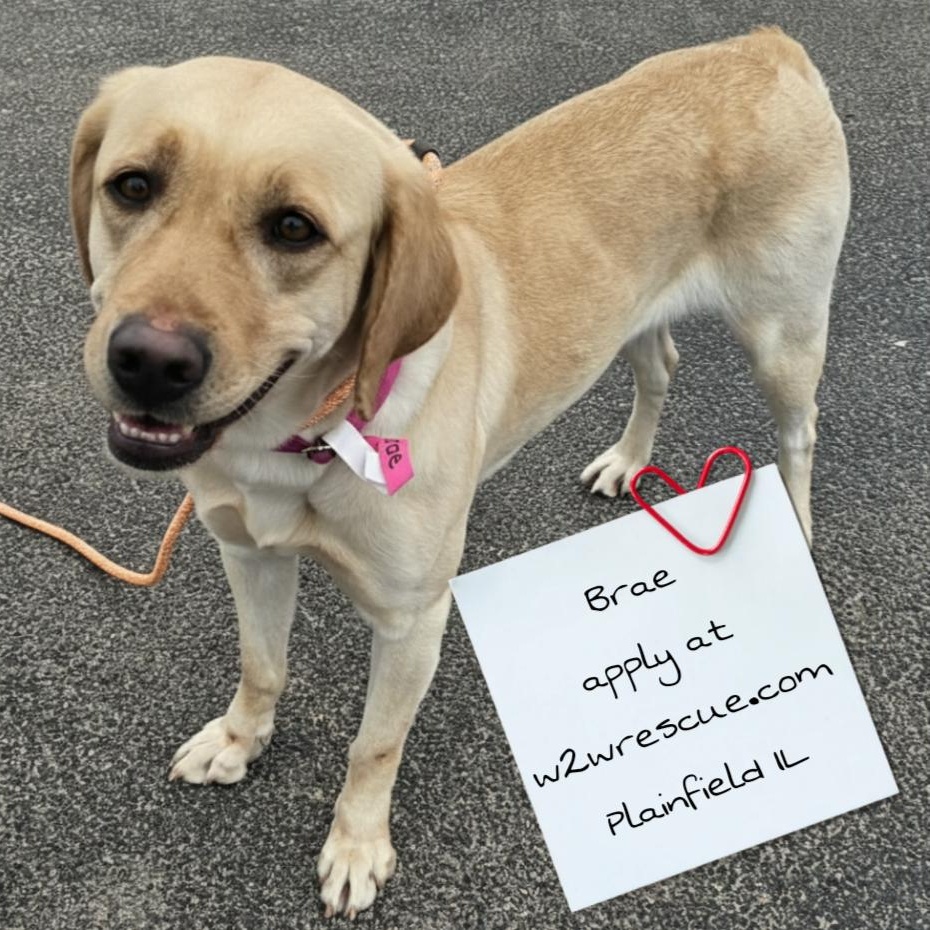 Brae, a ADOPTABLE mixed breed in Plainfield, IL image 2/2