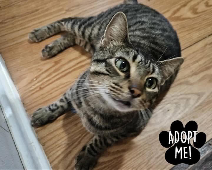 Enlarge Barnaby, a ADOPTABLE Domestic Short Hair in Longview, TX image 1/6