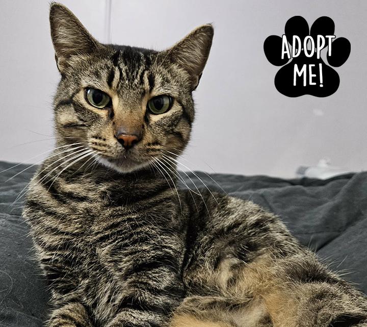 Enlarge Barnaby, a ADOPTABLE Domestic Short Hair in Longview, TX image 2/6