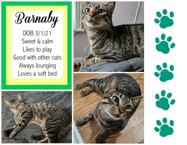 Barnaby, ADOPTABLE, Adult Male Domestic Short Hair.