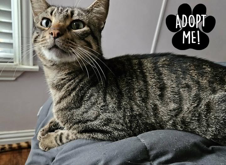 Enlarge Barnaby, a ADOPTABLE Domestic Short Hair in Longview, TX image 4/6