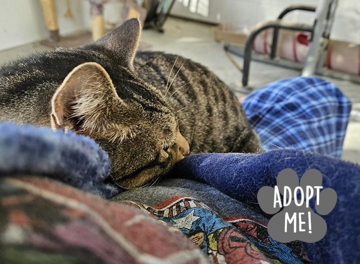 Enlarge Barnaby, a ADOPTABLE Domestic Short Hair in Longview, TX image 5/6