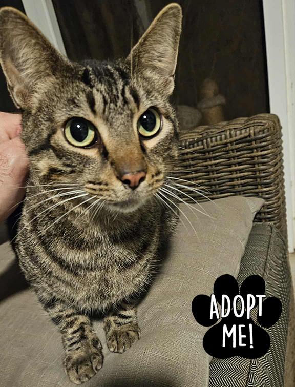 Enlarge Barnaby, a ADOPTABLE Domestic Short Hair in Longview, TX image 6/6