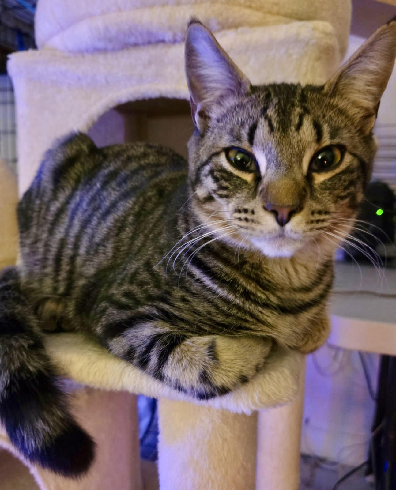 Chestnut, ADOPTABLE, Young Male Domestic Short Hair & Tabby.