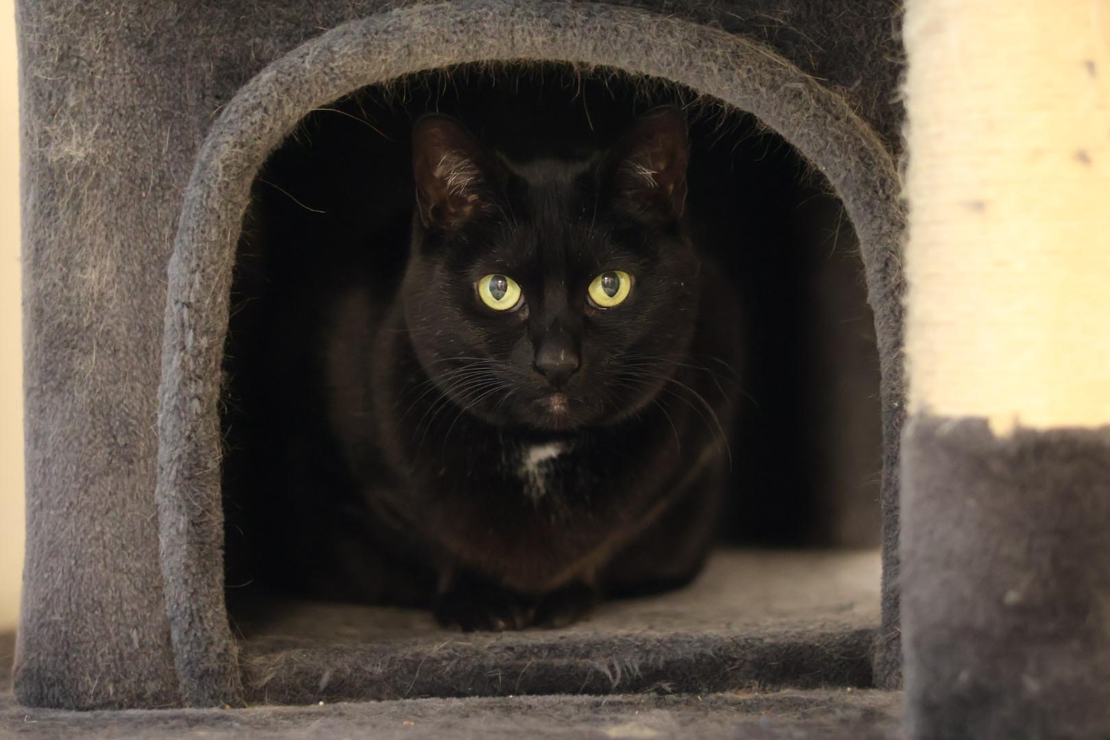 Enlarge Knight, a Adoptable mixed breed in Terryville, CT image 1/6