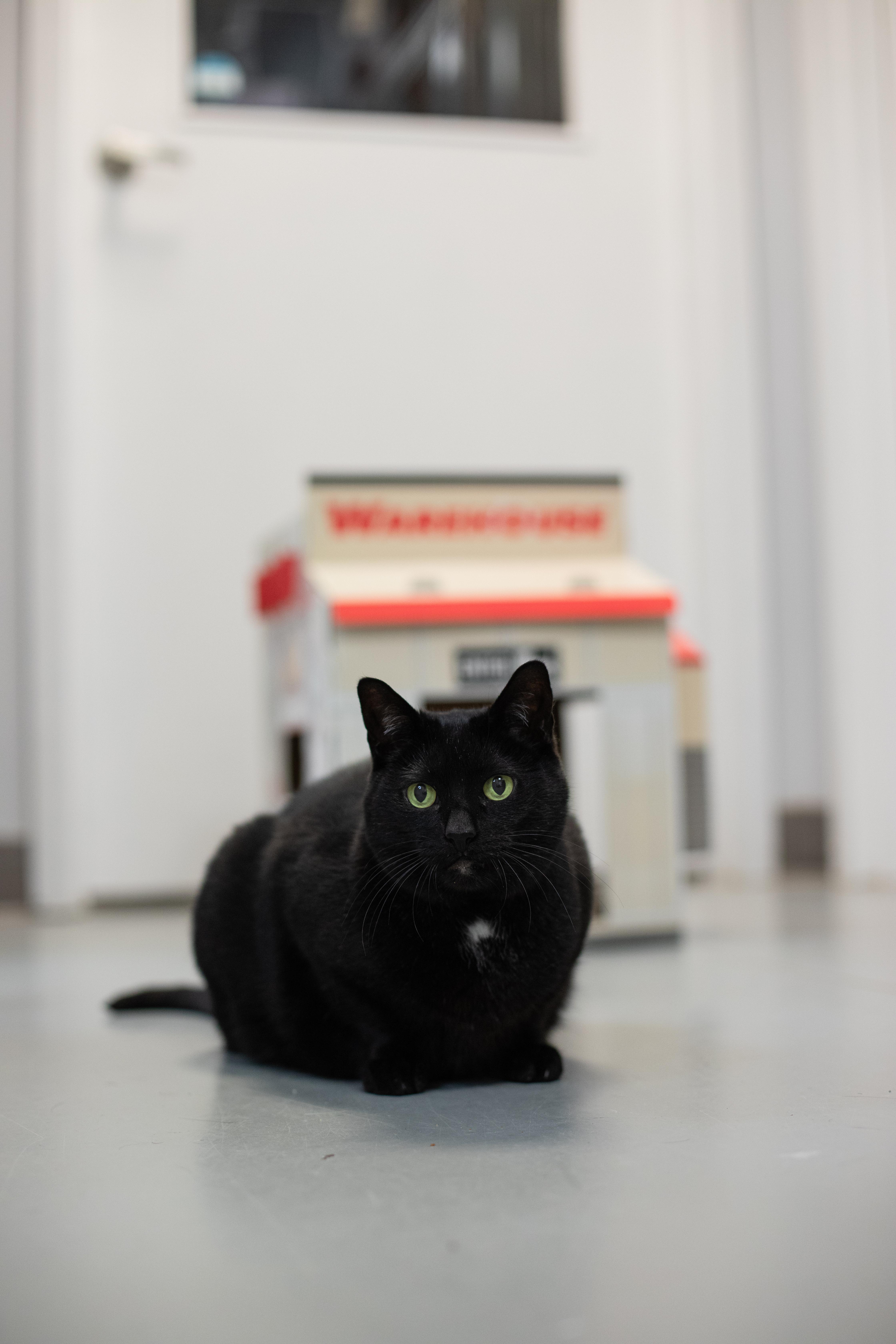 Enlarge Knight, a Adoptable mixed breed in Terryville, CT image 2/6