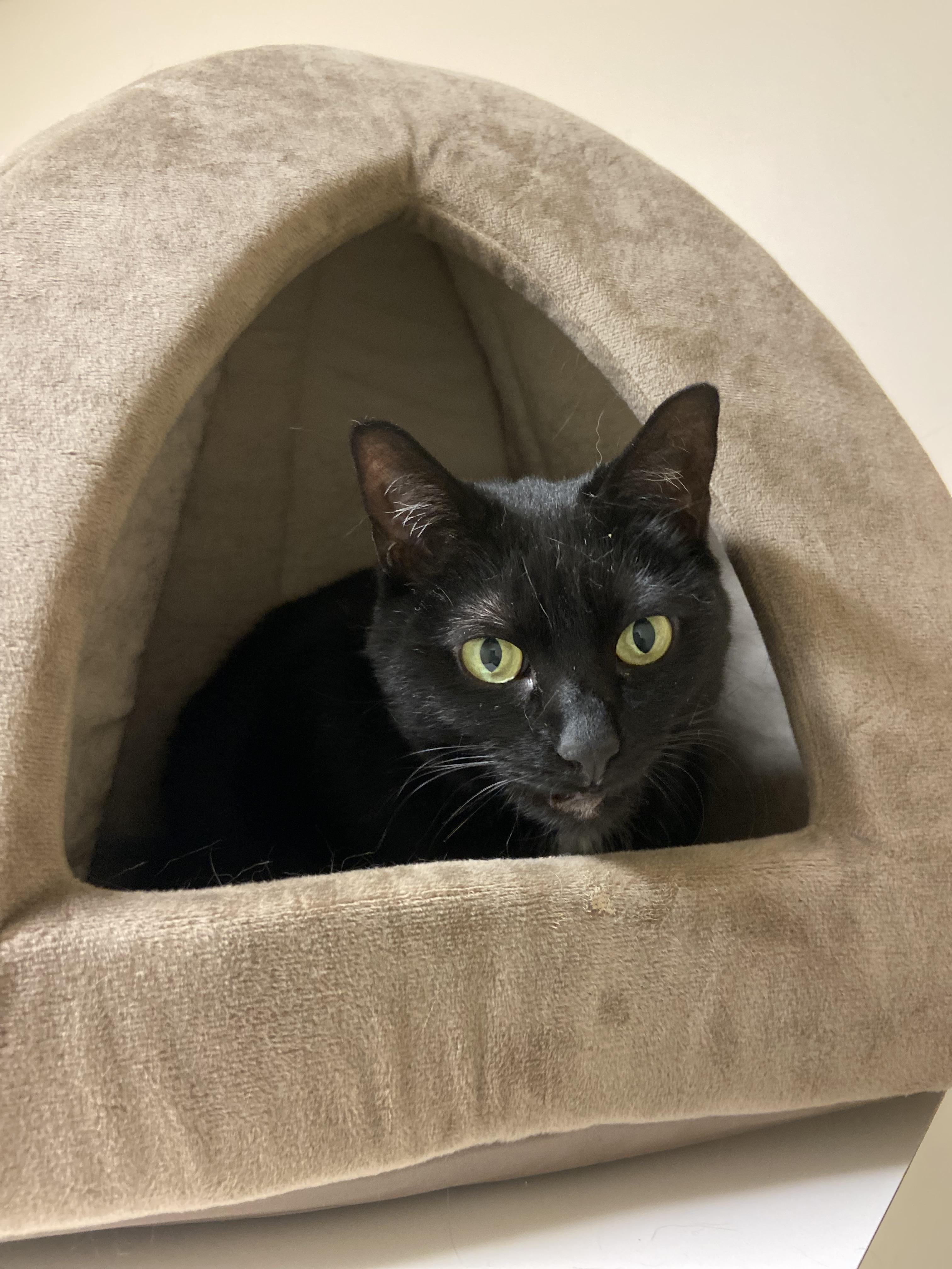 Enlarge Knight, a Adoptable mixed breed in Terryville, CT image 3/6