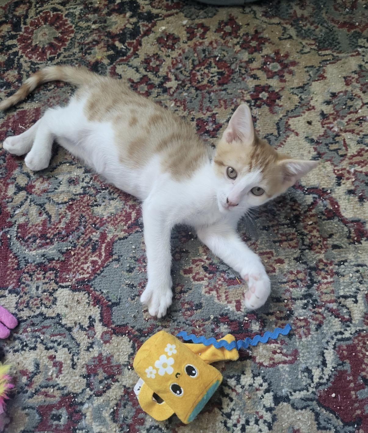 Colby, Adoptable, Kitten Male Domestic Short Hair.