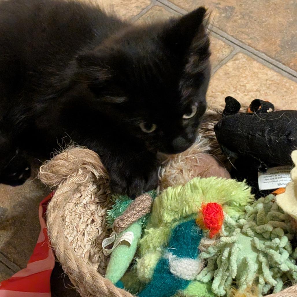 Enlarge Ole C12697, a Adoptable Domestic Medium Hair in Princeton, MN image 1/4