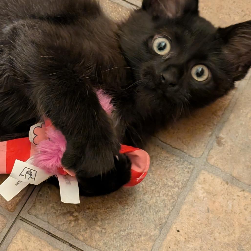 Enlarge Ole C12697, a Adoptable Domestic Medium Hair in Princeton, MN image 2/4